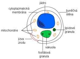 imagesCAPMOP4C